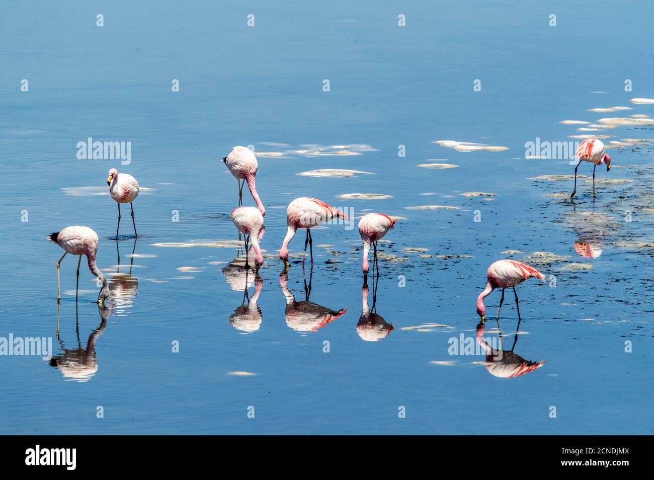 James's Flamingos (Phoenicoparrus jamesi), Laguna Tara, Los Flamencos National Reserve, Antofagasta Region, Chile Stockfoto