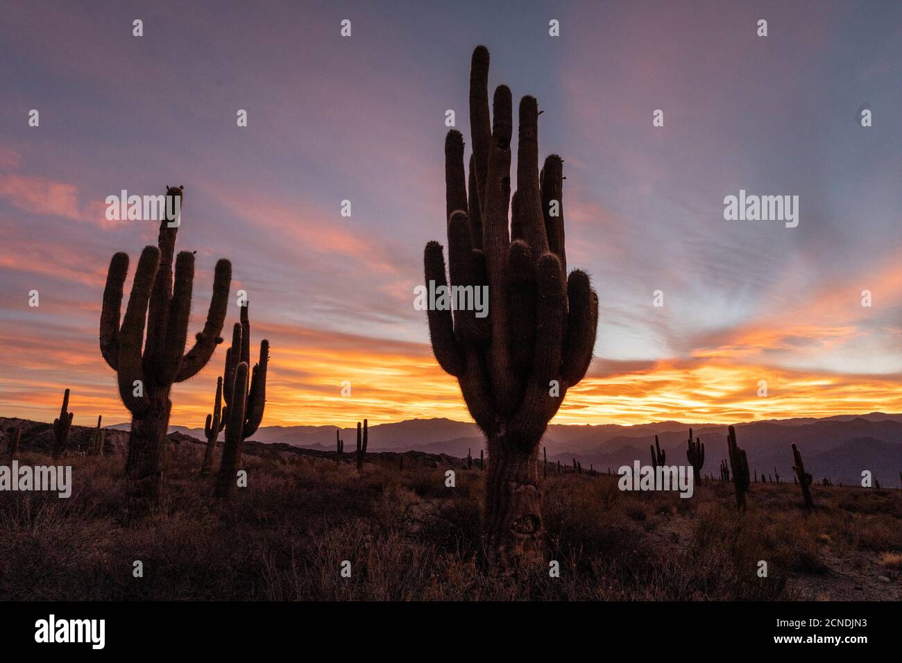 Sonnenuntergang am argentinischen saguaro Kaktus (Echinopsis terscheckii), Los Cardones Nationalpark, Salta Provinz, Argentinien Stockfoto