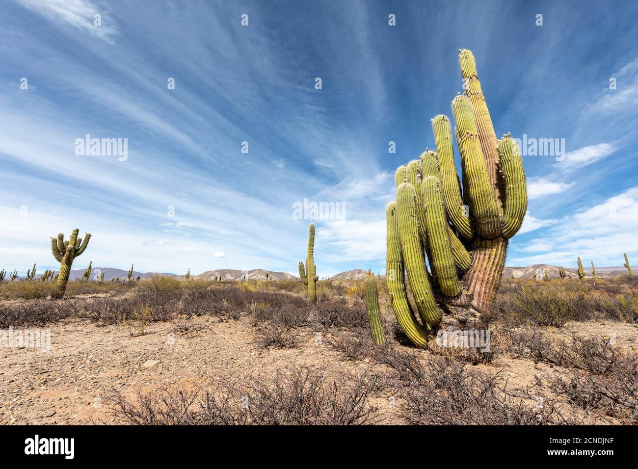 Argentinischer saguaro Kaktus (Echinopsis terscheckii), Los Cardones Nationalpark, Salta Provinz, Argentinien Stockfoto