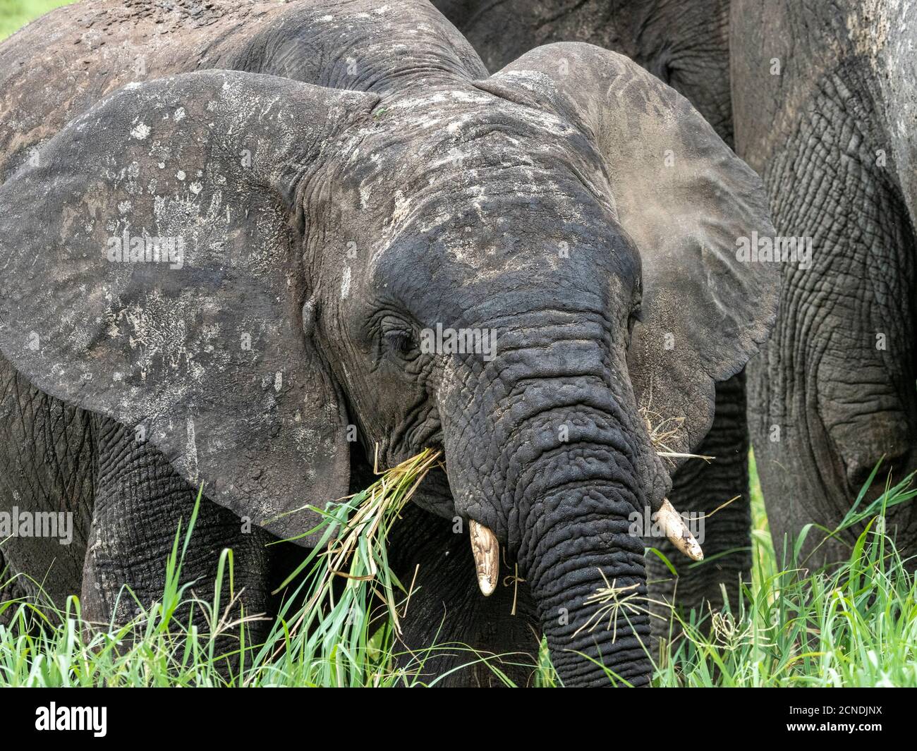 Ein junger afrikanischer Buschelefant (Loxodonta africana), Tarangire Nationalpark, Tansania, Ostafrika, Afrika Stockfoto