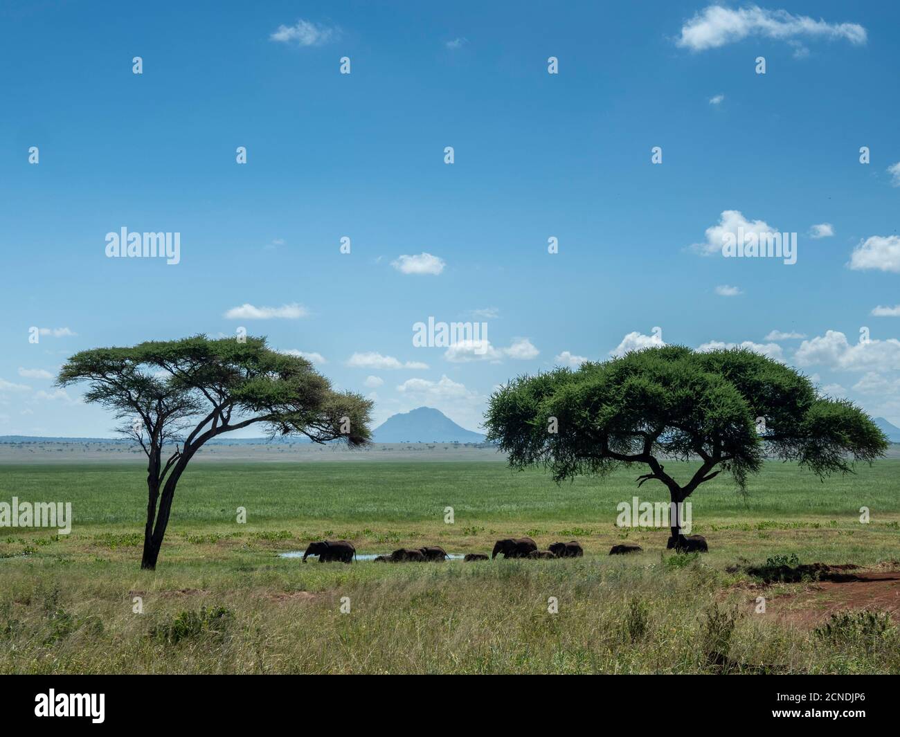 Eine Herde afrikanischer Buschelefanten (Loxodonta africana), Tarangire Nationalpark, Tansania, Ostafrika, Afrika Stockfoto