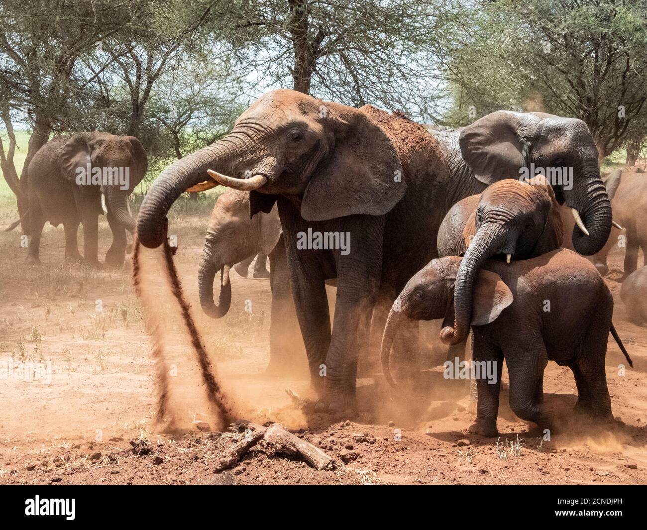 Afrikanische Buschelefanten (Loxodonta africana), ein Staubbad nehmen, Tarangire Nationalpark, Tansania, Ostafrika, Afrika Stockfoto