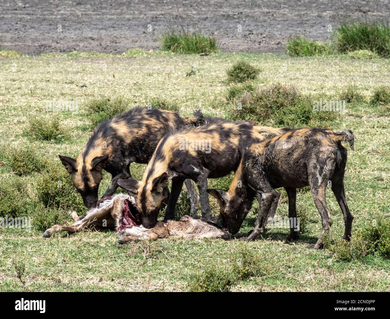 Afrikanische Wildhunde (Lycaon pictus), Fütterung auf einem wildebeest Kalb töten im Serengeti Nationalpark, Tansania, Ostafrika, Afrika Stockfoto