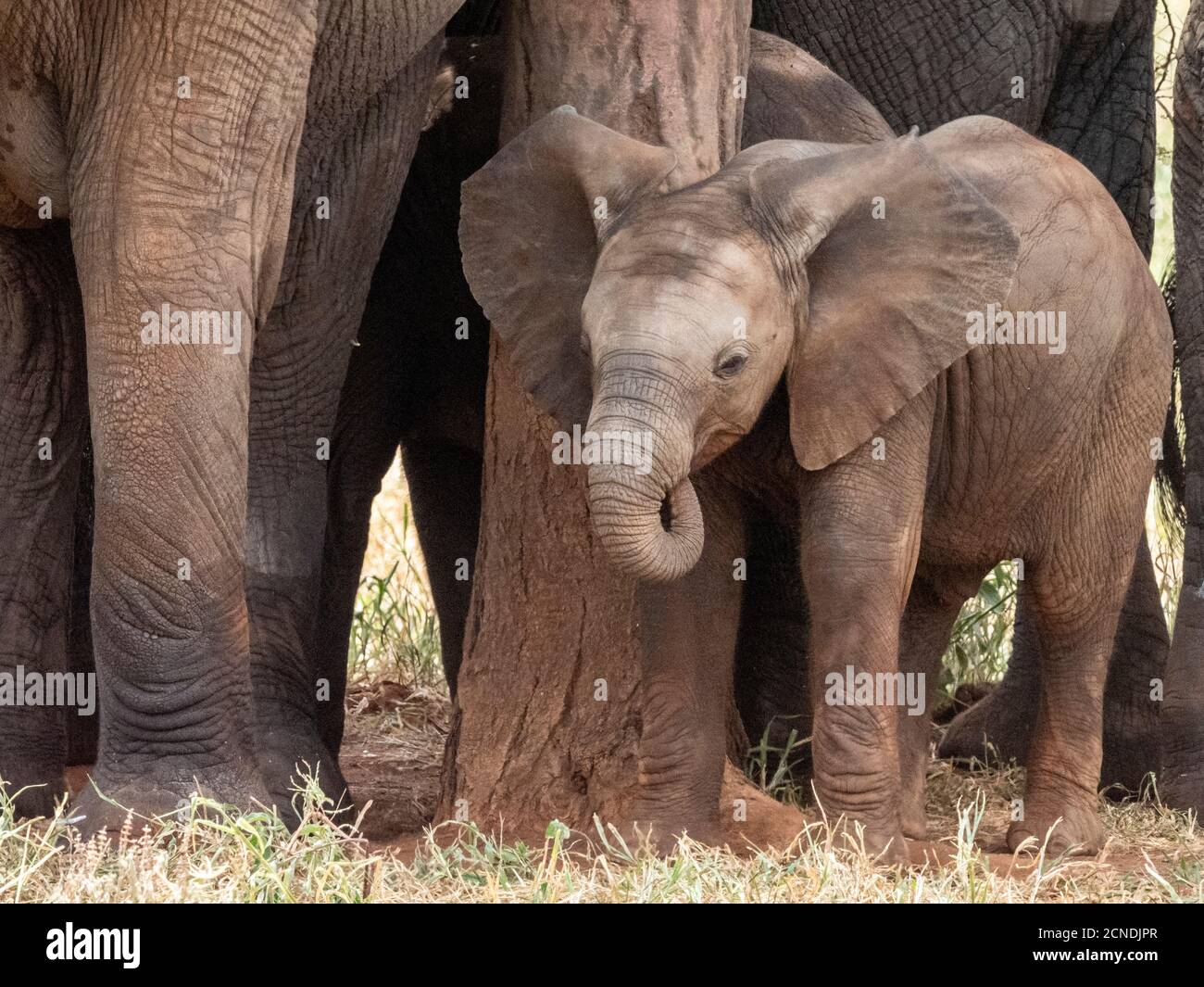 Eine Herde afrikanischer Buschelefanten (Loxodonta africana), die ein neugeborenes Kalb im Tarangire Nationalpark, Tansania, Ostafrika, Afrika beschützen Stockfoto