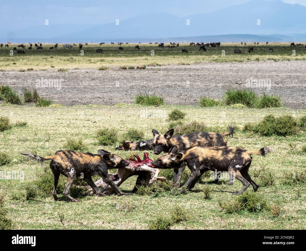 Afrikanische Wildhunde (Lycaon pictus), Fütterung auf einem wildebeest Kalb töten im Serengeti Nationalpark, Tansania, Ostafrika, Afrika Stockfoto