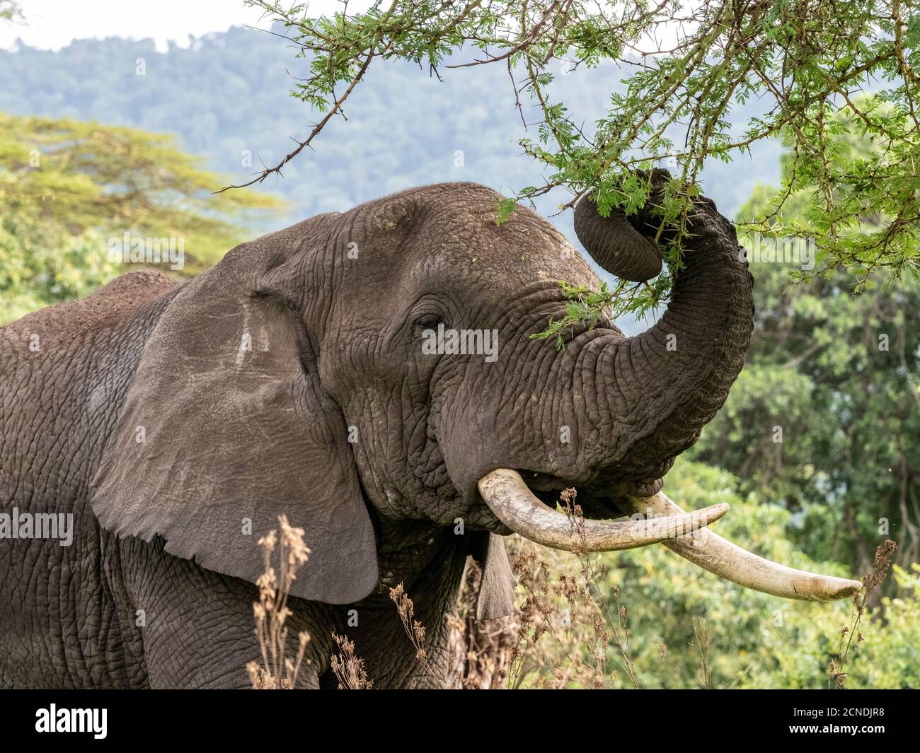 Afrikanischer Buschelefant (Loxodonta africana), Fütterung im Ngorongoro Krater, Tansania, Ostafrika, Afrika Stockfoto
