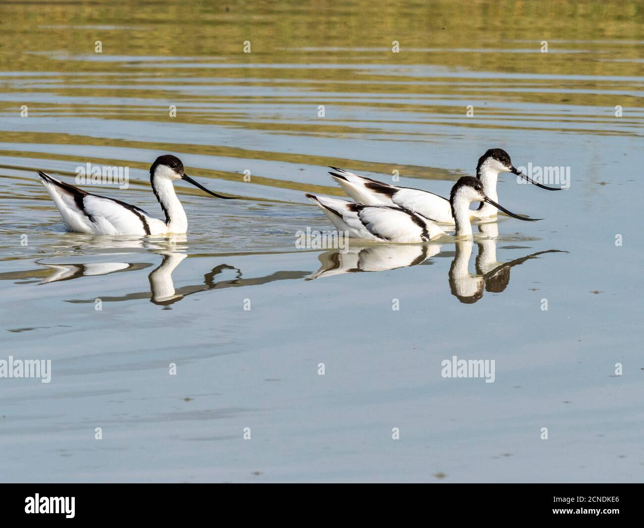 Ausgewachsene Avocets (Recurvirostra avosetta) füttern an einem Wasserloch im Ngorongoro Krater, Tansania, Ostafrika, Afrika Stockfoto