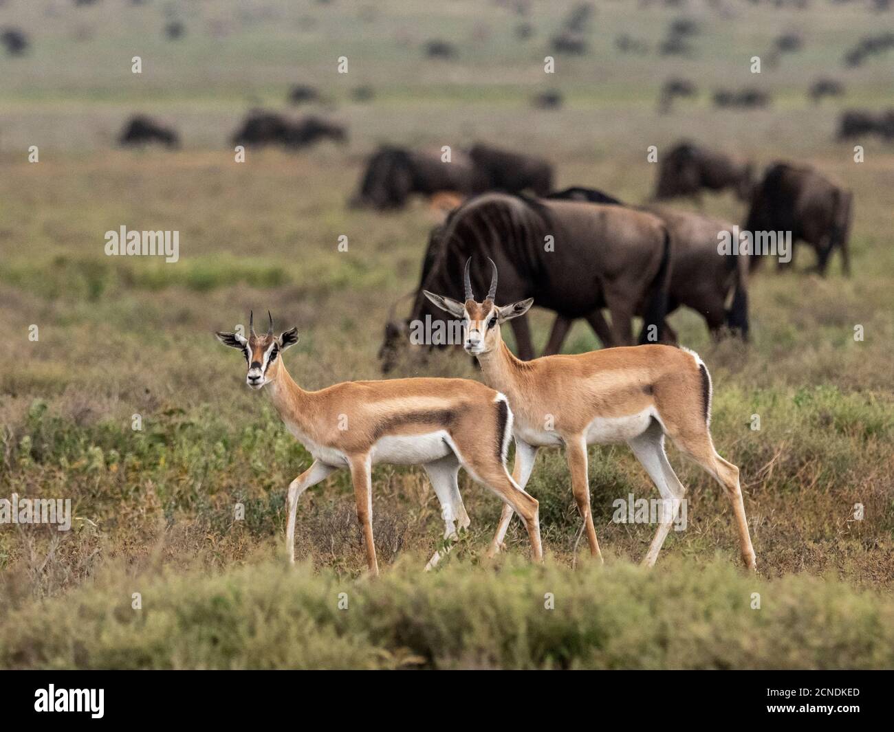 Erwachsene Grants Gazellen (Nanger granti), Serengeti Nationalpark, Tansania, Ostafrika, Afrika Stockfoto