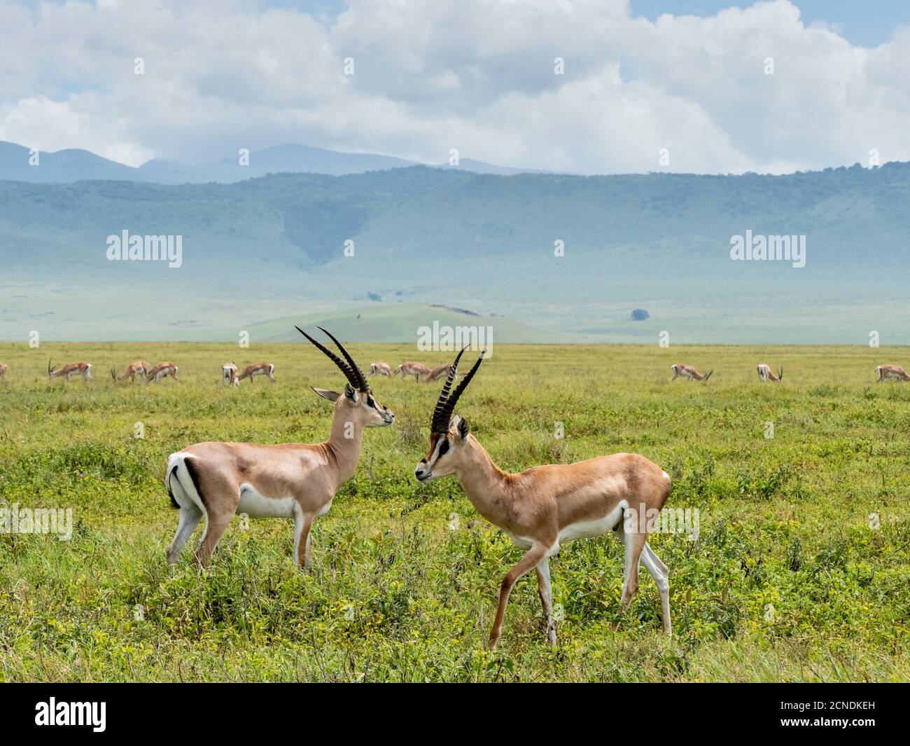 Erwachsene männliche Grants Gazellen (Nanger granti), im Ngorongoro Krater, UNESCO-Weltkulturerbe, Tansania, Ostafrika, Afrika Stockfoto