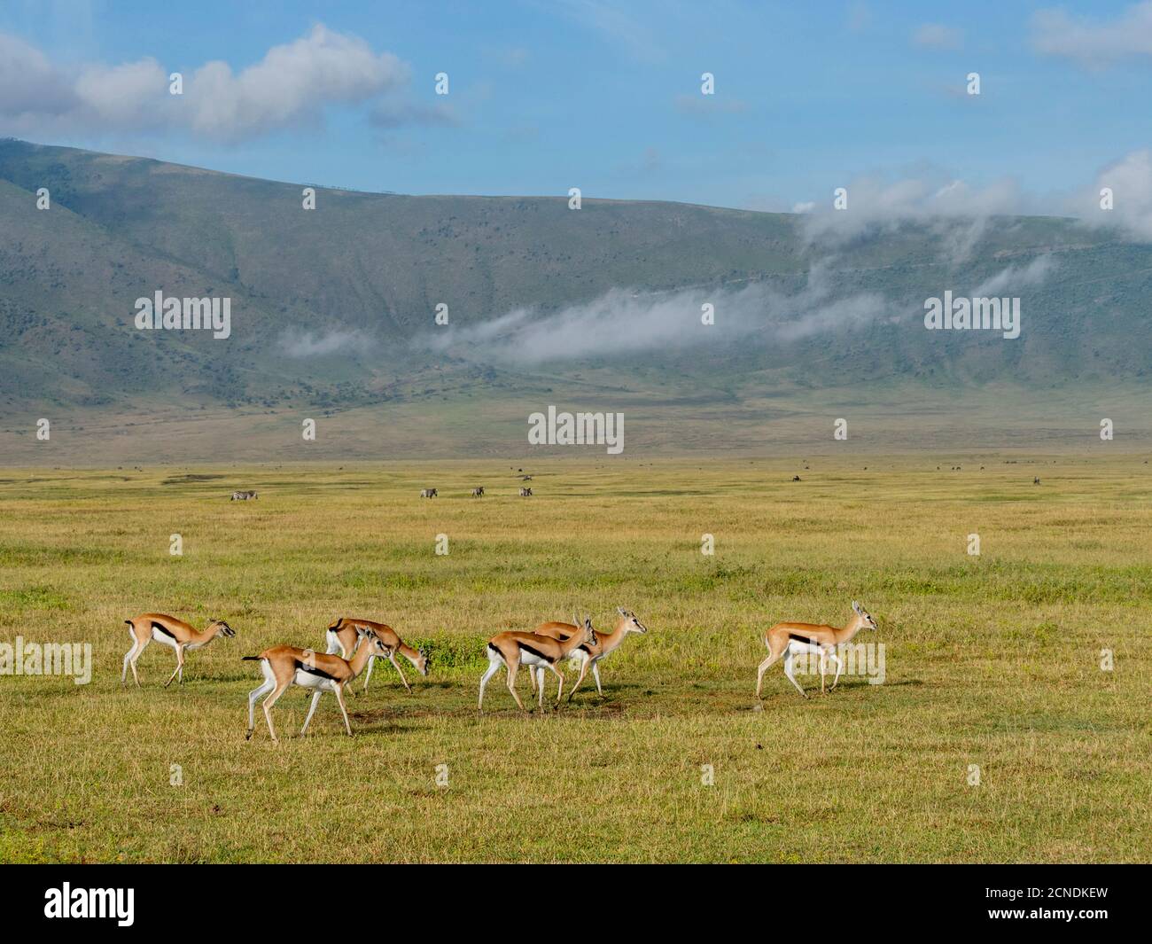 Thomson's Gazellen (Eudorcas thomsonii), im Ngorongoro Krater, UNESCO Weltkulturerbe, Tansania, Ostafrika, Afrika Stockfoto