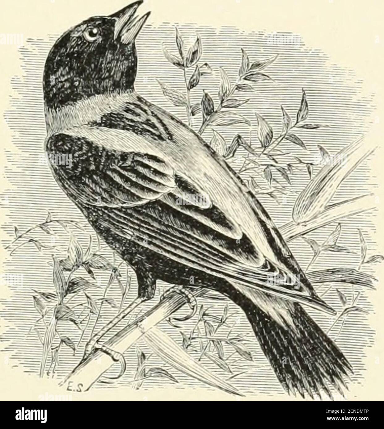 . Die Vögel von Illinois und Wisconsin . Rotflügelvogel. Knistern. Oriole. Wiesenlerche. Januar 1909. Vögel von Illinois und Wisconsin - Cory. 551 Gattung DOLICHONYX Swainson. 223. Dolichonyx oryzivorus (Linn.). Bobolink Bereich: Reicht in Nordamerika von der Atlantikküste westlich nach Utah und Montana, nördlich nach Ontario, südlich nach Florida und der Golfküste; überwintert in Südamerika. Erwachsene Rüde im Frühjahr: Kopf, Hals und Unterteile, schwarz; die Federn der Unterteile, entweder mit blassem Buff umrandet oder ganz schwarz, je nach Jahreszeit; ein Fleck von blassem Tawny oder Tawny Buff am Nacken; oberer Rücken, Stockfoto