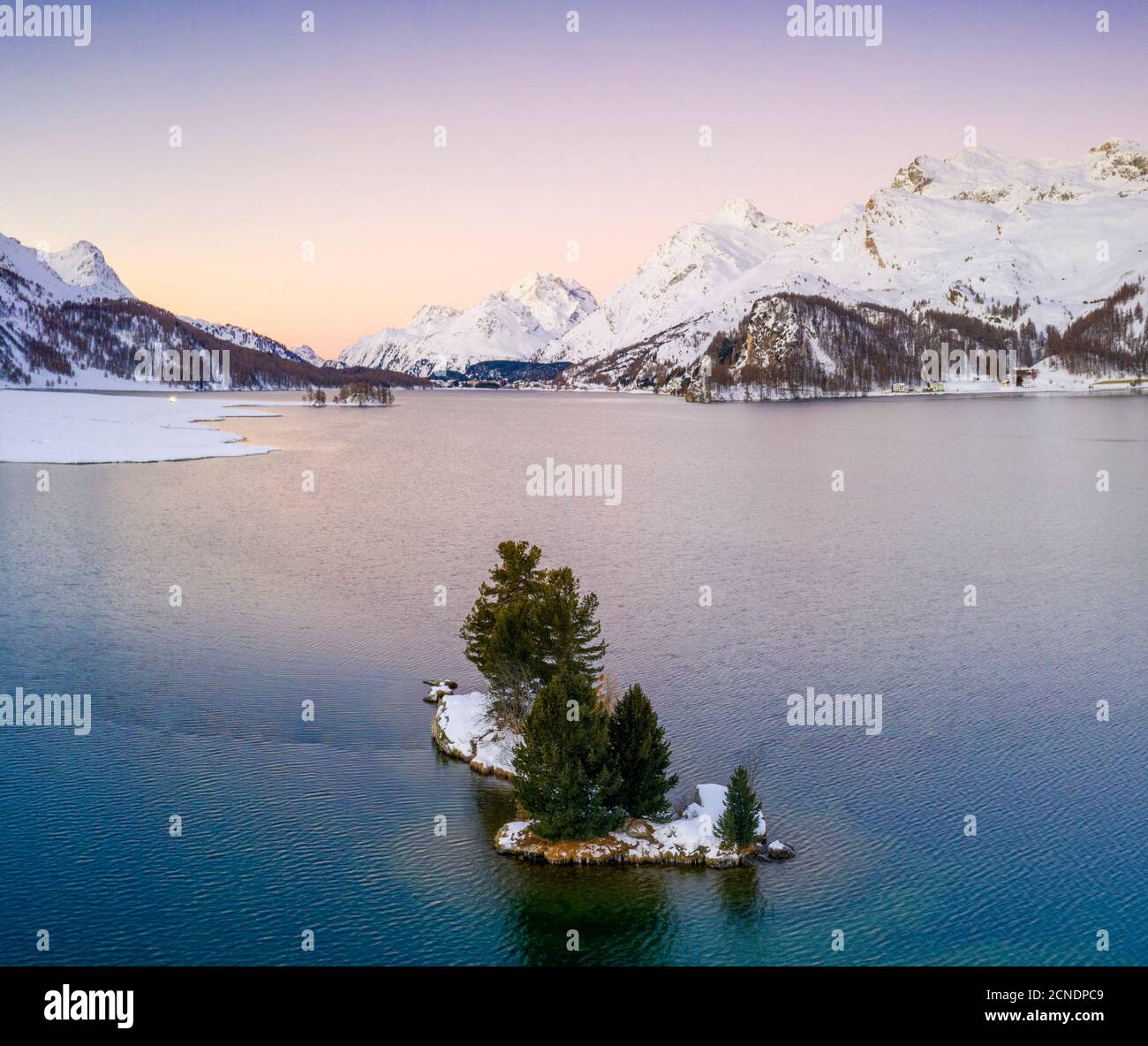 Einone Bäume in der Mitte des Sils See von schneebedeckten Bergen bei Sonnenaufgang umgeben, Engadin, Kanton Graubünden, Schweiz, Europa Stockfoto