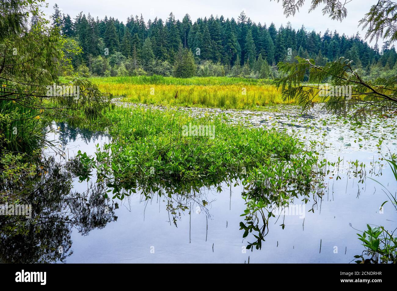 Landschaftlich schöner Blick auf einen See mit umliegenden Wäldern im Stanley Park in Vancouver, British Columbia, Kanada. Es ist ein ruhiger Ort ohne Menschen. Stockfoto