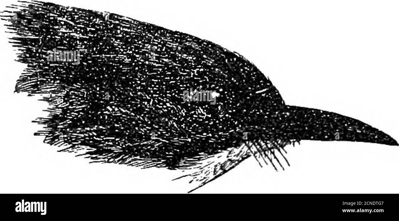 . Vögel ... . sibia mit ok-Kopf. Cinclosoma capistratum Vigors, P.Z. S., 1831, S. 56 (Himalaya) (Davjiling).Lioptila capistrata. Leer & Gates, i, S. 196. Volksnamen. Samhridlc-pho (Lepcha) ; Sesigona (Rhut.);Sibya (NEP.). LBIOPTILA. 297 Beschreibung. Stirn, Krone, Kamm, Nacken und Seiten von tliehead schwarz, die Ohr-verdeckt manchmal dunkelbraun; das wholelower Gefieder, Rumpf und oberen Schwanz-verdeckt und ein breiter Halsband rund um den Hals tief hell rufous; Rücken und scapulars gräulich-braun; Mediane Schwanzfedern rufous für drei Viertel der rheirlength, dann mit einer dunklen Hand und einer bläulichen Spitze; in Stockfoto