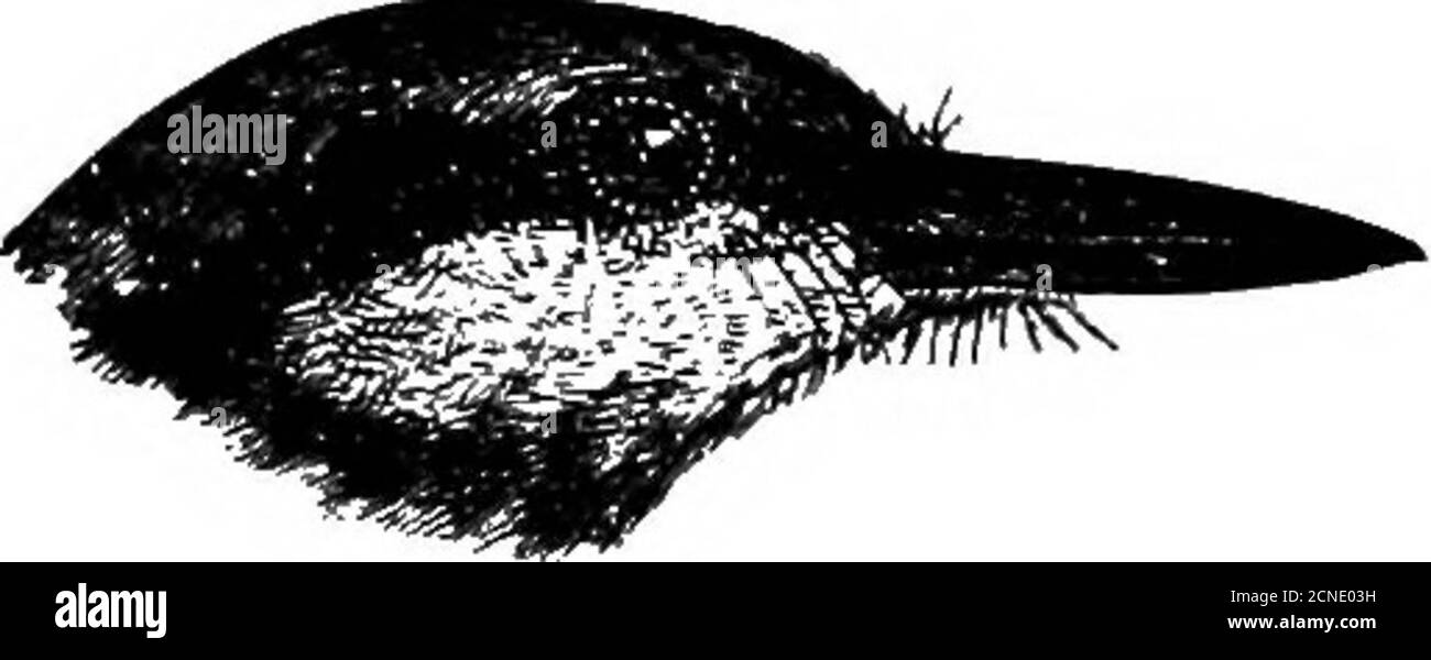 . Vögel ... . SITTA C. CINNAM0VENTR1S-. Die Cinnam&lt;jn-belli«&lt;l Nuthatch. ^3 Rifé Größe. SITTA. 125 (111) Sitta castaneiventris cinnamoventris. ThjB CufNAMON-bauchige AKTUHR. Sitta cinnamoventris Blytli, J. A. S. B., xi, S. 439 (1S43) (Darjeelirig).Sitta cinnamomeoientris. Leer & Oates, i, S. 301. Volksnamen. Siri (Hind.); SidhyipMj) (Lepcha); Dao-mojo-gajao (Cachari). Beschreibung. – Erwachsener, männlich. Wie die letzten aber travel weißen Teile des Gesichts sind zart mit Braun verbarrt; das obere Gefieder ist mehr ein ashy-blau, travel unter Teile sind ein tiefes Zimt-Kastanienund das unter Schwanz-coyerts ein Stockfoto