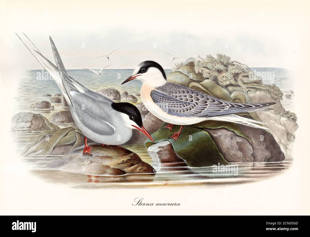 Paar Arctic Tern (Sterna paradiesaea) Vögel auf See niedrigen Felsen auf der Suche nach Nahrung. Vintage Aquarell Stil Kunst von John Gould London 1862-1873 Stockfoto