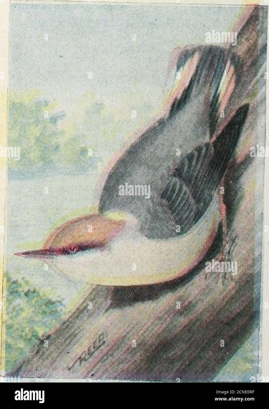 . Das Vogelbuch: Illustriert in natürlichen Farben mehr als siebenhundert nordamerikanische Vögel; auch mehrere hundert Fotos von ihren Nestern und Eiern. 730. Pygmy Nuthatch. Sitta pygmasapygmcea. Range. - Nordamerika westlich der Rockies, Zucht von Mexiko Norden bis British Colum-bia. Resident in seinem gesamten Sortiment. Diese Art hat eine olivgraue Krone, die von dunkel verfärbt ist, der Rücken ist aschig blau und die Unterteile sind weiß oder rostig verschmutzt. Sie sind in den Bergen der westlichen Vereinigten Staaten beheimatet und brüten in Löchern in Bäumen wie die anderen Arten von Nuthatches. Sie legen von fveto neun Eier, die sind Stockfoto