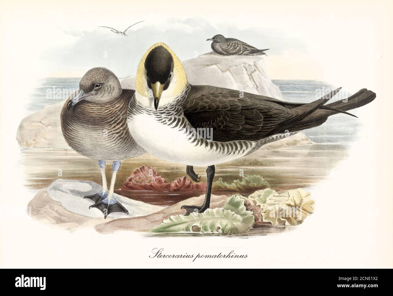 Pomarine Jaeger (Stercorarius pomarinus) Vogel mit Vorderansicht auf einem Bein. Eine andere Seite an Seite auf kleinem Meeresfelsen. Kunst von John Gould 1862-1873 Stockfoto