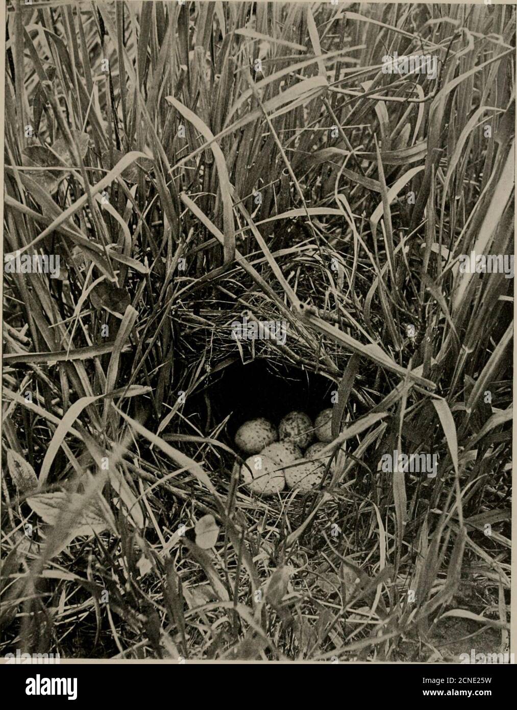 . Vogelhäuser: Die Nester, Eier und Brutgewohnheiten der Landvögel brüten in den östlichen Vereinigten Staaten; mit Hinweisen auf die Aufzucht und das Fotografieren von jungen Vögeln. Eier weiß oder weißlich, fein gesprenkelt mit hellrotbraun und lila. Siehe Seite 46, Kapitel I. 575. Kiefernwald Sperling : Peucsea 8estivalis (Lichlit.) Eier rein weiß. Siehe Seite 62, Kapitel II TEIL II. – GEWÖLBTE NESTER IN WÄLDERN ODER DICKICHTEN 575A. Bachimans Sparrow: Peucsea aestivalis bachmani(AUD.) ^^2^// – Oberteile mit dunklen Streifen, Unterteile hellbraun, warme graue oder buffige Linie über dem Auge, gelber Flügelkrümmer; Stockfoto