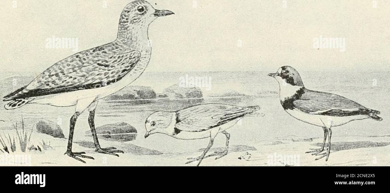 . Die Vögel von Illinois und Wisconsin . Erste primäre.Eskimo Curlew Axillars. Erwachsene im Winter: Ohne die tawny Farbe des Sommergefieders; weißlicher an den Unterteilen, sonst sind die Markierungen ähnlich. Länge, 13; Flügel, 8.10; tarsus, 2; Schnabel, 2.75 bis 3.50. Der Eskimo-Curlew kann noch während der Wanderungen in Wis-consin und Illinois auftreten, wird aber sehr selten und die Art ist appar-ent schnell verschwinden. Bevorzugt die Felder und das Hochland zu themarshes. Früher reichlich vorhanden und erst 1895 war es in einigen Lokalitäten nicht unüblich. Januar 1909. Birds of Illinois und Wisconsin Stockfoto