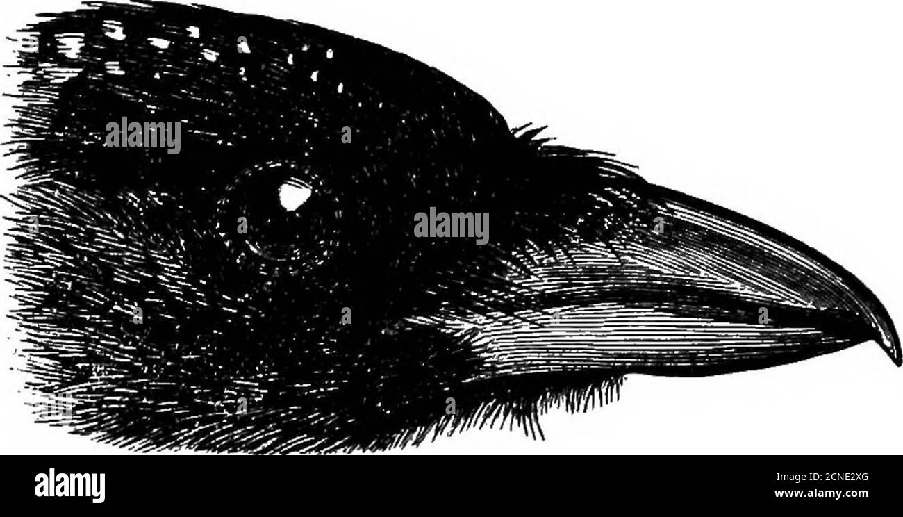 . Vögel ... . n P. p. bactriana.Messungen. Länge ca. 525 mm.; Flügel von 225 bis 40 COBTIDJS. 270 mm., allgemein über 250 mm.; Schwanz von 250 bis 300 mm.;tarsus 56 mm.; Keulung etwa 80 bis 85 mm. Verteilung. Sikkim, Bhutan und Osttibet bis Kansu. Nidifikation. Diese feine Elster brütet sowohl in Sikkim als auch in Süd- und Osttibet in Höhen über 10,000 Fuß und bis zu fast 15.000 Fuß das Nest ist ähnlich dem der Gemeinen Magpieaber wird oft vergleichsweise tief unten in Dornenbüschen platziert.die Eier sind von vier bis sechs in einem vollen Gelege, Und sind ratherdark als Serie, aber sonst wie die von Stockfoto