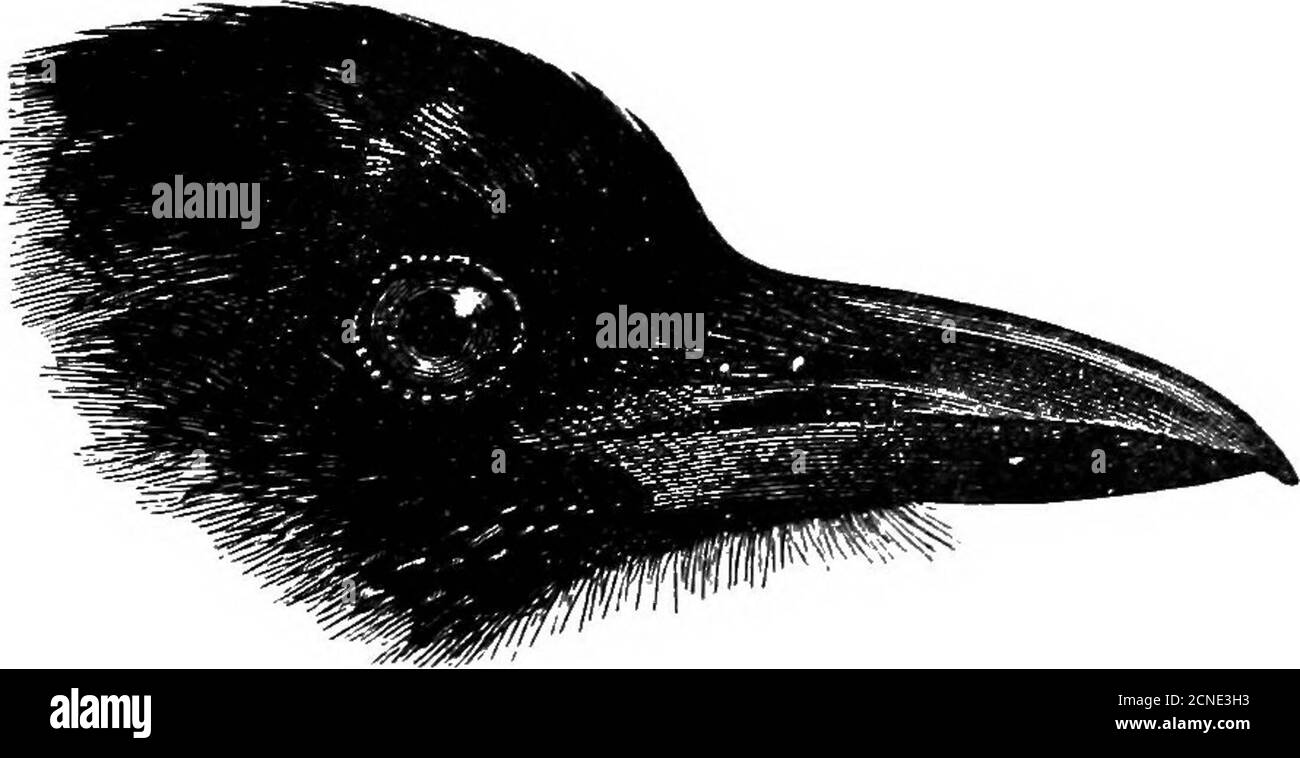 . Vögel ... . bis Ende Juni. PICA. 37 Gewohnheiten. Dieser Jackdaw ist in Gewohnheiten ähnlich wie sein westerncoiisiu, aber in den wilderen Teilen seines Lebensraums ist er im Wesentlichen ein Klippenvogel. Es ist sehr lieb von Gesellschaft, und zahlreiche Vögel sind oft zusammen gesehen, obwohl es kaum genannt werden kann gesellig wie das Buch. Seine Nahrung besteht aus allen Verwandten von Getreide, Sseden, Früchten und Insekten. Es wird auch Mäuse, Eidechsen und Nestlinge anderer Arten, Thougli, nicht annähernd in dem Maße wie die Carrion-Crow oder Eaven, töten und fressen. Unser indischer und zentralasiatischer Vogel wurde wieder von Kleinschmidt als Havin getrennt Stockfoto