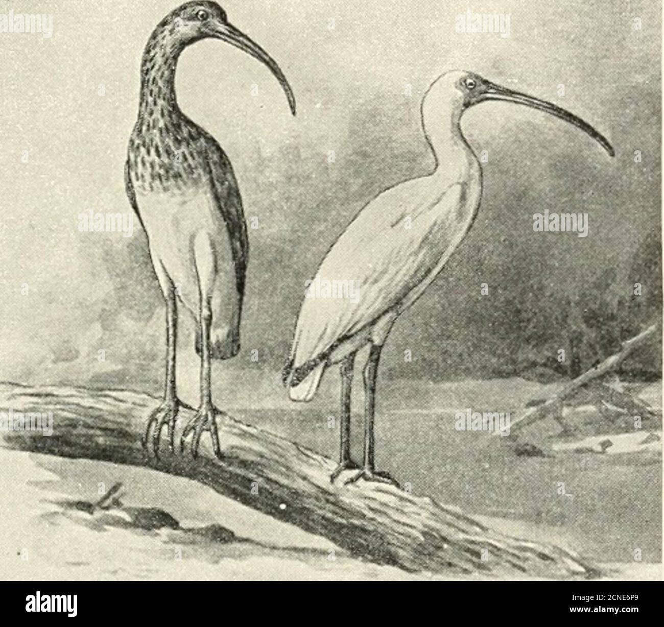 . Die Vögel von Illinois und Wisconsin. Tatsächliche und positive authentische Aufzeichnung, jedoch, die den Spoonbill zu einem Platz in der vorliegenden Liste berechtigt, ist von den Fragmenten, Kopf, Flügel und Bein eines Exemplaren von Indianern bei Indian Ford auf Rock River, in der Nähe von Janesville, im August beschafft 1845, 3.nd erhalten von Thure Kumlien. Diese Reste sind noch in der Sammlung Kumlien erhalten. Familie IBIDID^. Ibises. Ibisse sind auf die wärmeren Teile der Welt beschränkt. Von den 30 oder mehr bekannten Arten kommen drei in Nordamerika vor. Sie sind gre-garious, in der Regel in Kolonien gefunden. Sie frequentieren den Salzwasser-mars Stockfoto