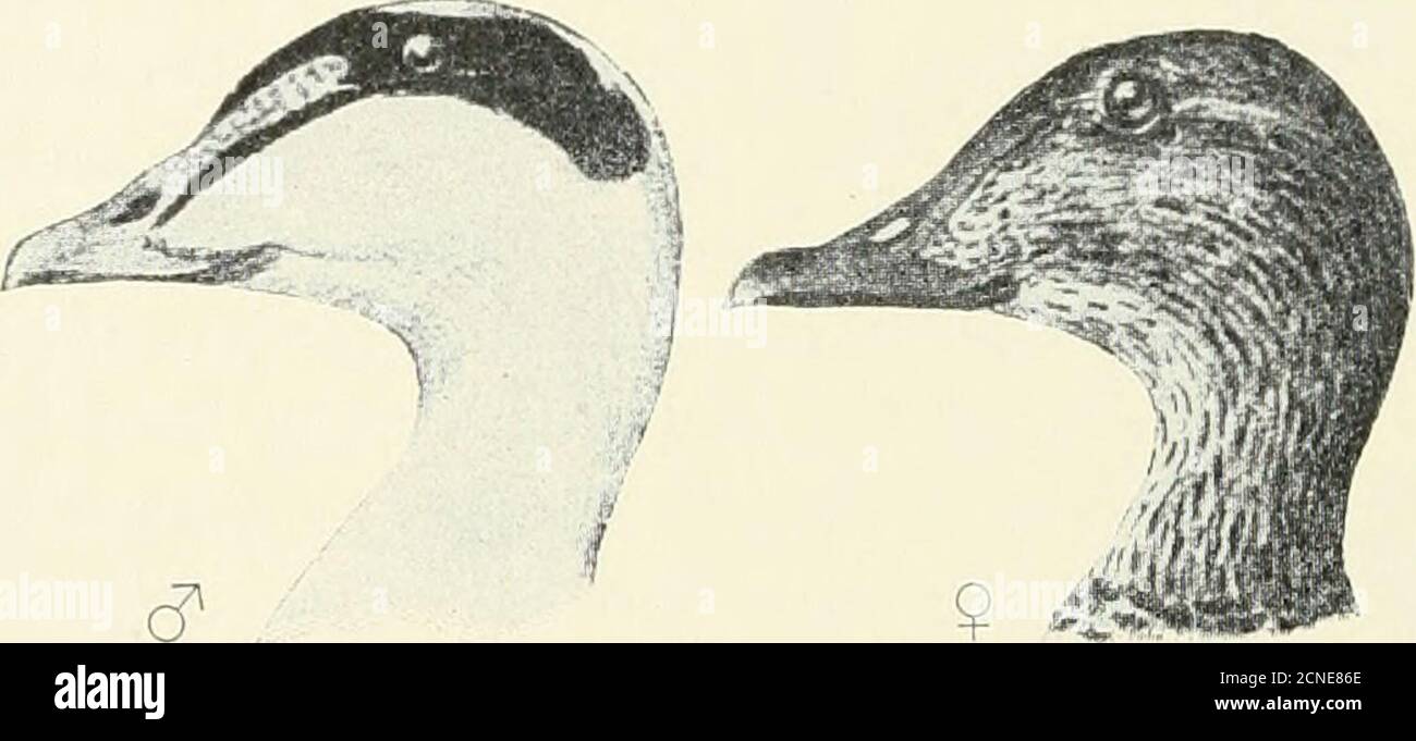 . Die Vögel von Illinois und Wisconsin . 342 Field Museum of Natural History - Zoology, Vol. IX. Von Herrn Julius Hurter. (Bull Nut. Orn. Club, 1881, S. 124.) Es wurde im Winter in ganz Illinois gefunden und in St. Louis, Mo. (W. W. Cooke, Bd. Migr. Frau Val., 1888, S. 73.). Gattung SOMATERIA Leach. 6L Somateria dresseri Sharpe.amerikanische Eiderente.Gebiet: Atlantikküste Nordamerikas, von Maine bis Labra-dor, südlich bis Delaware und westlich bis zu den Großen Seen im Winter. Erwachsenes Männchen: Kopfteil, schwarz, mit einem weißen Streifen auf der Kopfkrone; Hinterkopf, hellgrün, die Farbe Extendi Stockfoto