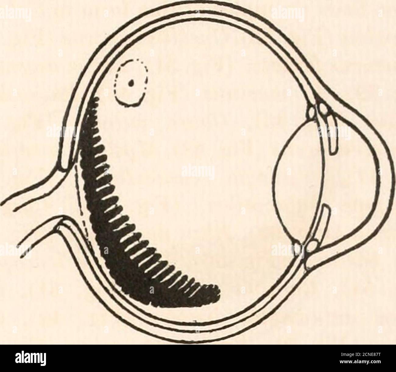 . Die Fundusokuli von Vögeln, vor allem, wie durch das Ophthalmoskop betrachtet; eine Studie in der vergleichenden Anatomie und Physiologie . Abb. 60.Amazonaspapagei {Chrysotis amazonica). Abb. 63.Lachender Eisvogel (Dacelo gigas). Stockfoto