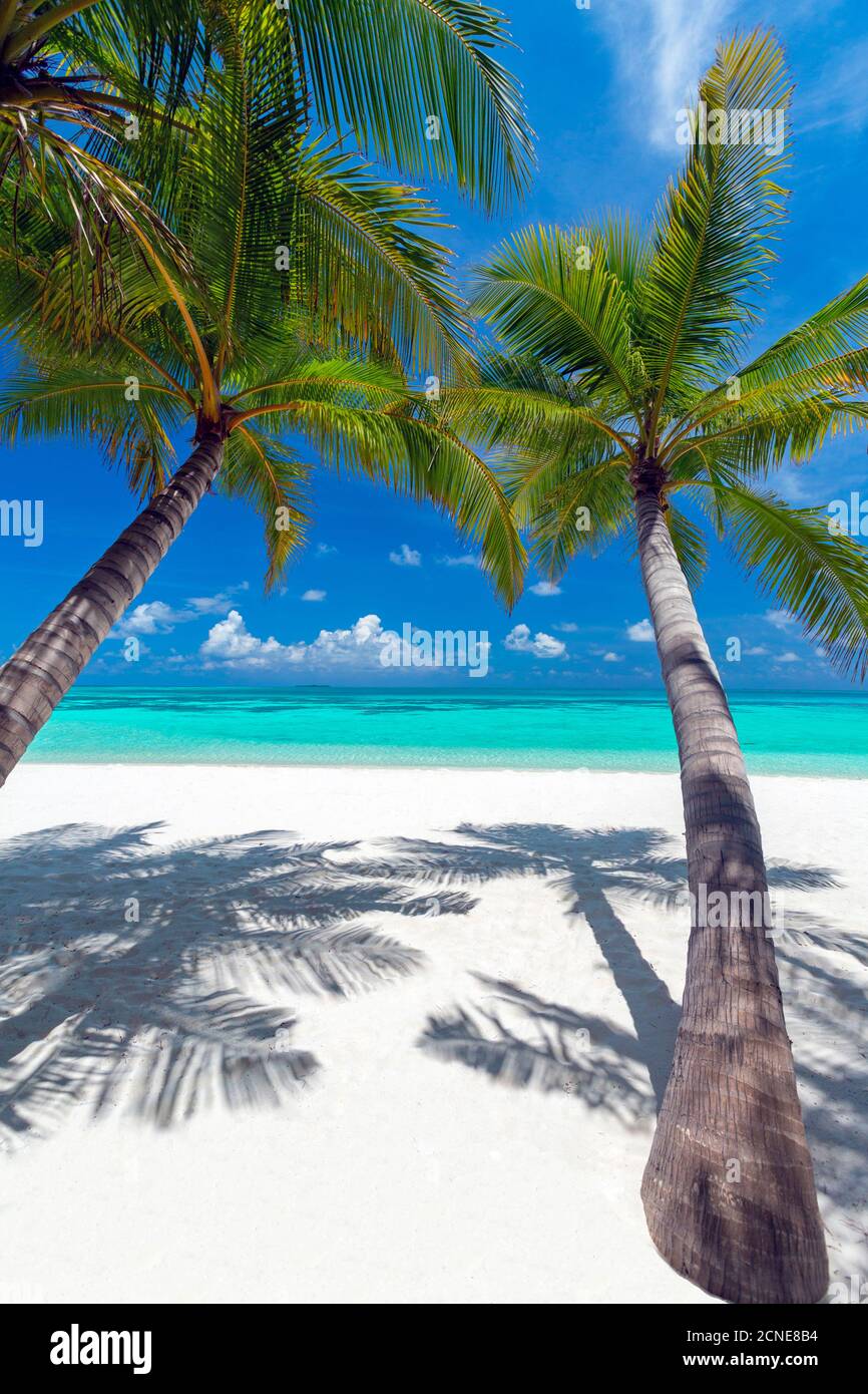 Tropischer Strand und Palmen, Malediven, Indischer Ozean, Asien Stockfoto