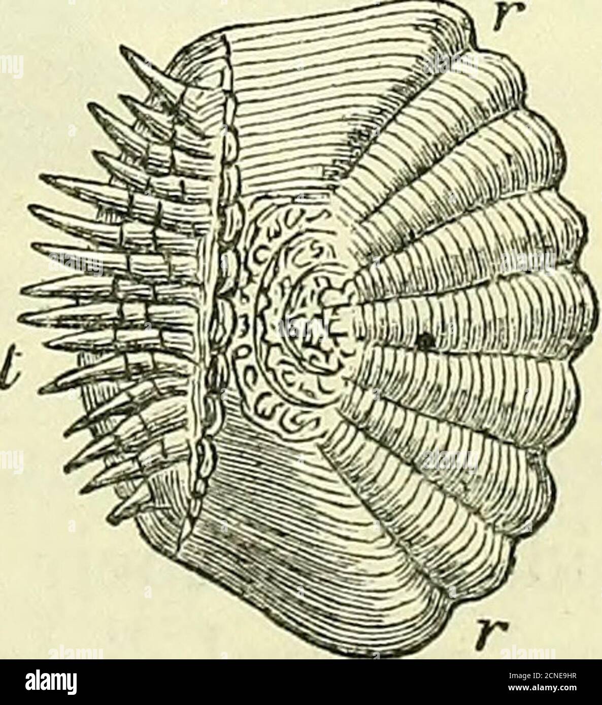 . Zur Anatomie von Wirbeltieren [elektronische Ressource] . ):Es sind Furchen. Die Teile des Skalenrandes zwischen den Enden der Strahlungslinien projizieren sich gewöhnlich in verschiedenen Graden von einer leichten Konvexität, wie in den Abb. 362, 363, zur Form von Pro-cesses. Letztere sind am häufigsten an der vorderen implantiertenGrenze der Skala (JSsox): Bei vielen Fischen hat der gegenüberliegende oder freie Rand zahlreiche zahnähnliche Prozesse, undähnliche Teile können aus der angrenzenden Peripherie der Skala in zwei oder mehr Reihen projizieren.solche Schuppen mit einem kämmartigen freien Rand, Abb. 363, t, charakterisieren die Fische von dort£ cteno genannt Stockfoto