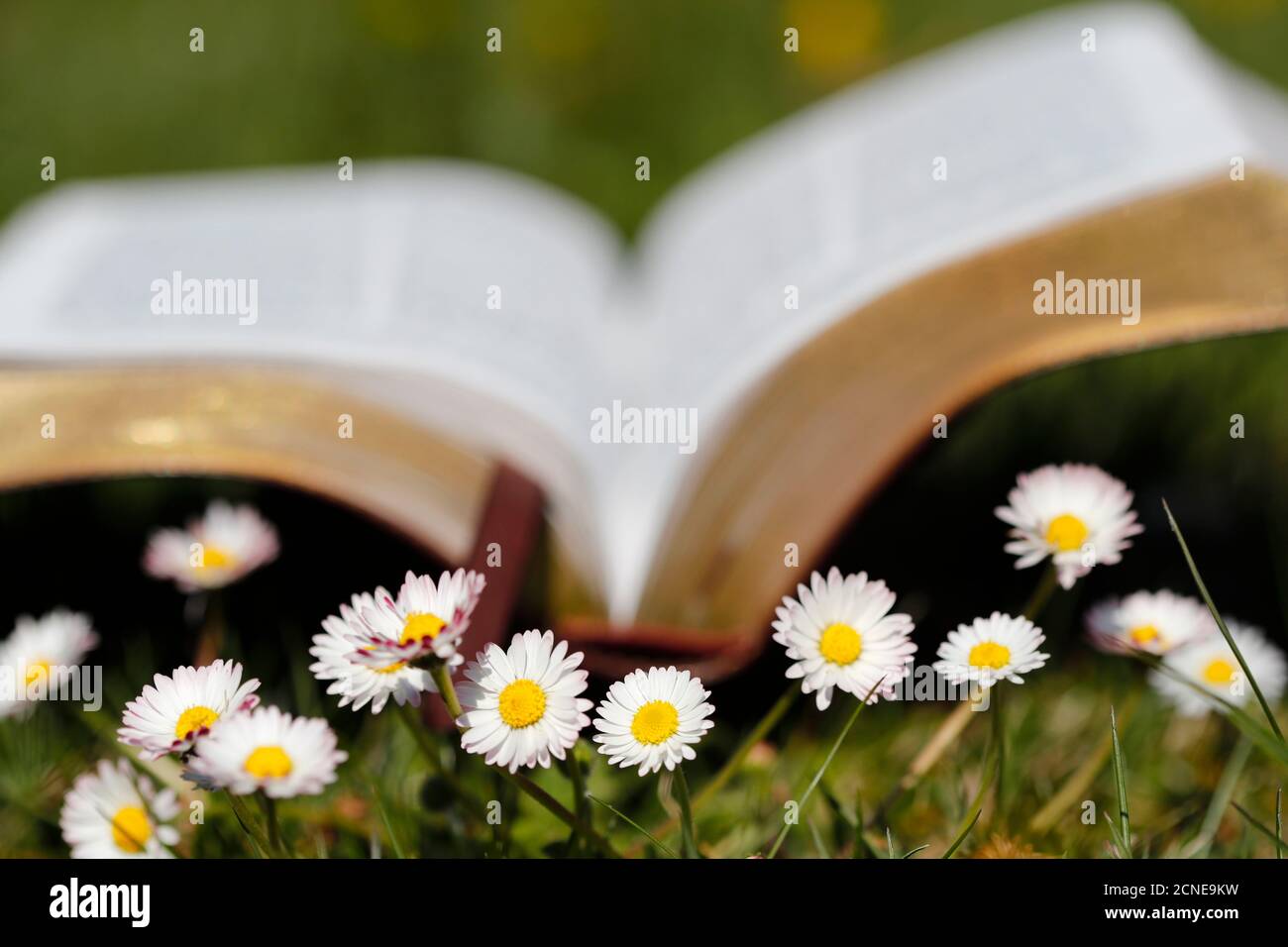 Offene Bibel im Gras mit Gänseblümchen im Vordergrund, Frankreich, Europa Stockfoto