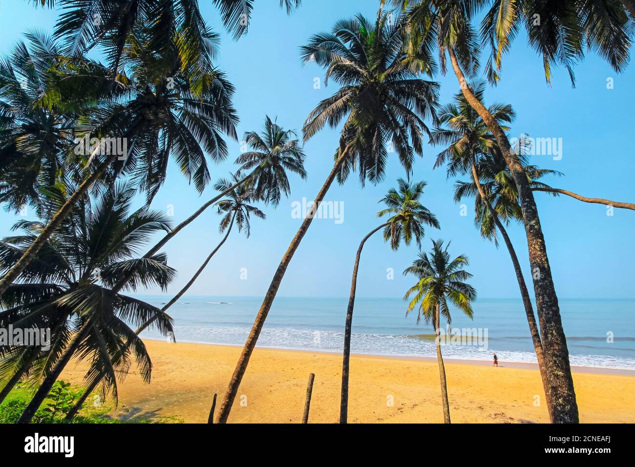Schiefe Palmen am schönen unberührten menschenleeren Kizhunna Strand, südlich von Kannur an der Nordküste des Staates, Kannur, Kerala, Indien, Asien Stockfoto