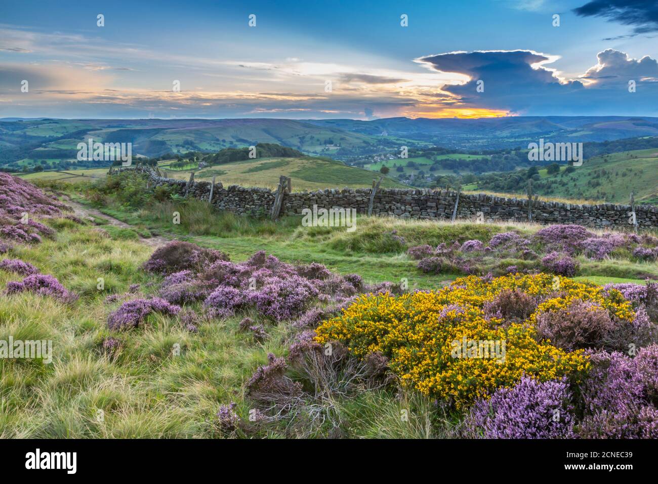 Blick auf die blühende Heidekraut auf Stanage Edge und Hope Valley bei Sonnenuntergang, Hathersage, Peak District National Park, Derbyshire, England, Großbritannien Stockfoto