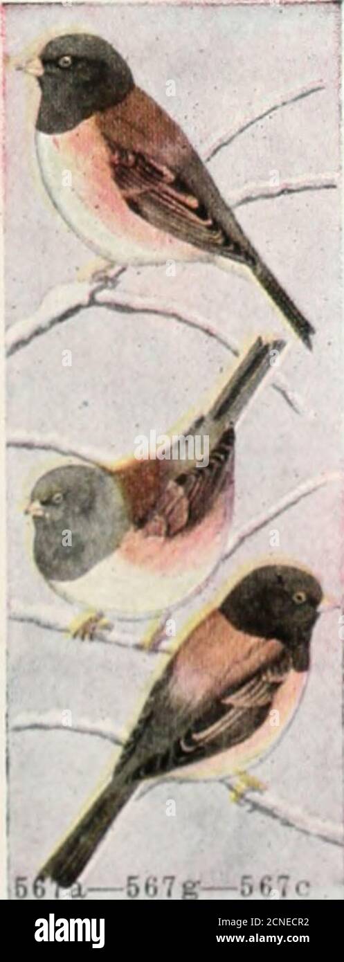 . Das Vogelbuch: Illustriert in natürlichen Farben mehr als siebenhundert nordamerikanische Vögel; auch mehrere hundert Fotos von ihren Nestern und Eiern. Die Unterteile sind weiß, mit rosa braun an den Seiten gewaschen. Die Gewohnheiten und Nestinggewohnheiten dieses westlichen Junco sind die gleichen wie die des östlichen, die Vögel bauen in ähnlichen Orten und machen die Nester aus dem gleichen Material. Es scheint wenig, wenn überhaupt, Unterschied zwischen den Eiern der beiden Sorten zu sein. 567b. Shufeluts Junco. Junco hyemalis countens. Range. – Pazifikküstenzucht von Oregon bis BritisColumbia und Überwinterung Stockfoto