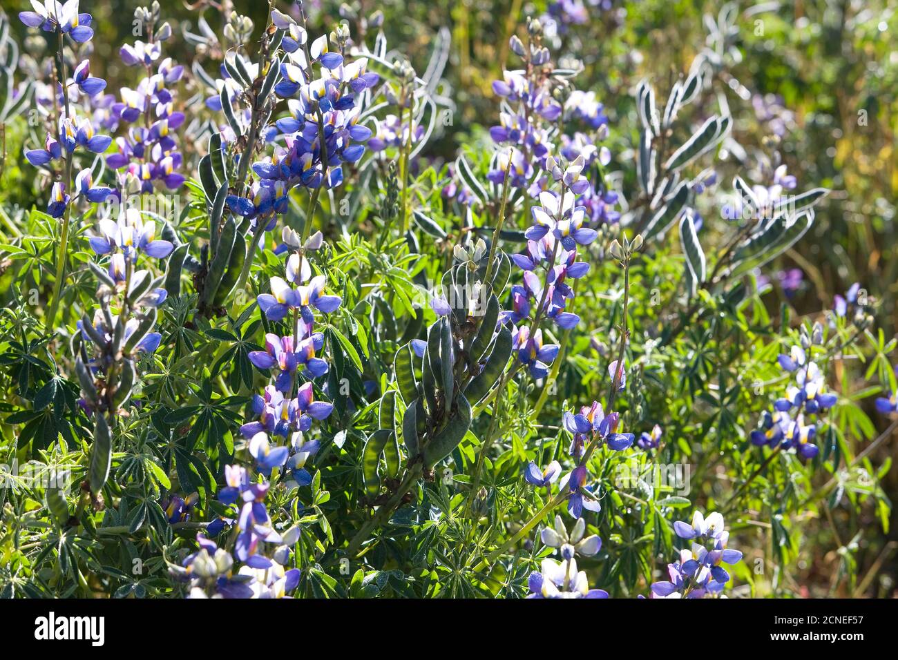 Bereich der Erbsen in der Nähe von Manu Nationalpark in Peru Stockfoto