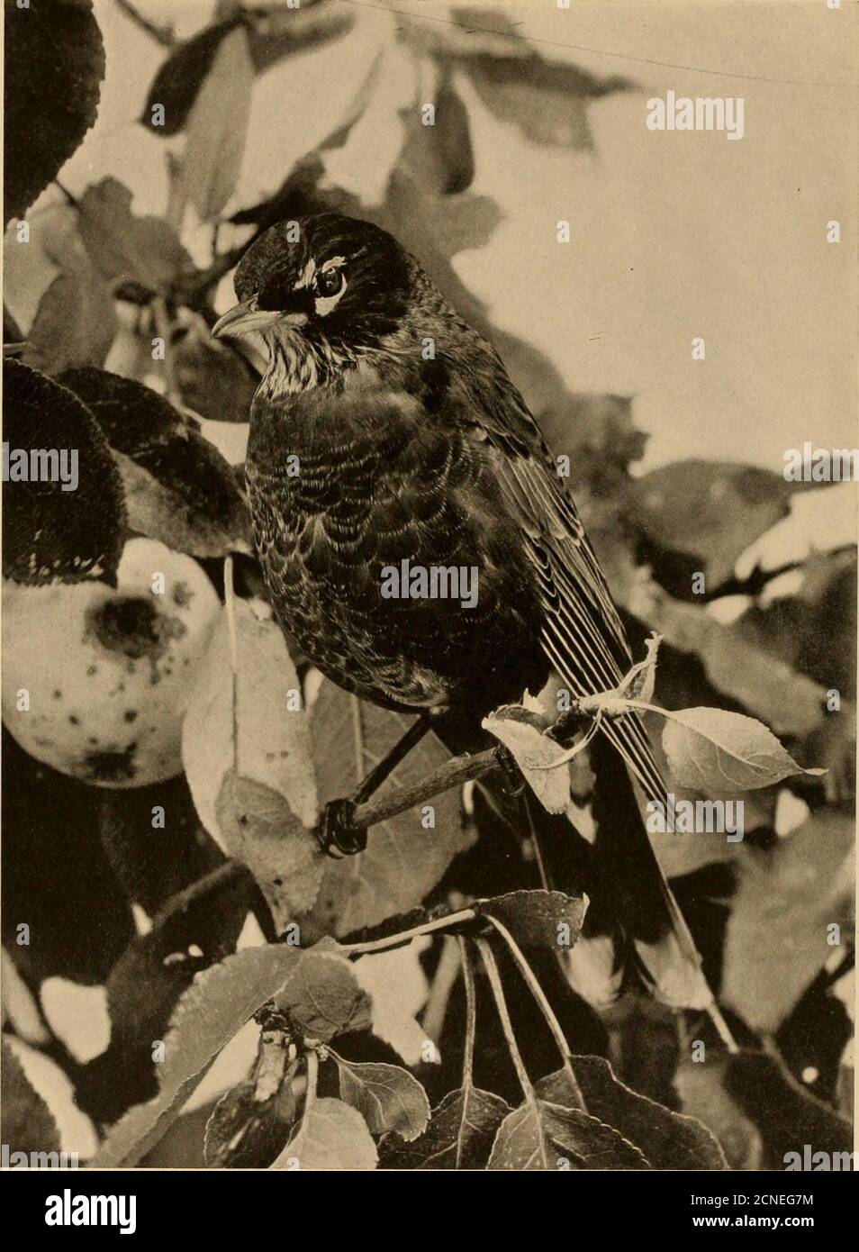 . Vogelstudien; ein Bericht der Landvögel des östlichen Nordamerikas. rd. Wie die Bluebirds, Robins sind vertraut und intim mit dem Menschen. Theynest bevorzugt in der Nähe des Hauses. Oft bietet die Veranda, die eine geeignete Projektion hat, oder der nächste Baum mit einem horizontalen Ast, eine Lage für das Nest. Dieser ist gebaut, mit einer Außenwand aus groben Gräsern und Wurzelbeinen, gewebt in eine Schlammwand sorgfältig verputzt und mit feinen Gräsern ausgekleidet. Es werden drei bis fünf grünlich-blaue Eier gelegt. Diese sind in der Regel unbefleckt, haben aber manchmal bräunliche Markierungen. Sie sind etwa ein Zoll und ein Achtziglang, Stockfoto