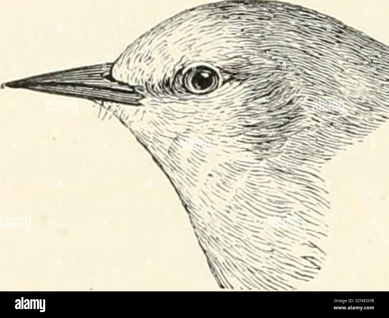. Die Vögel von Illinois und Wisconsin . Schweif r)f Magnoliengrasmücke. Krone, mattgrau; Rücken, ohvegrün; Bauch und Rumpf, gelb; Schwanzfedern, mit weißer Fläche in der Mitte (siehe Abbildung). Dendroica magilolia. Magnolienwaldsänger. Siehe Nr. 314. Unterteile, leuchtend gelb; Krone, gelb; Rücken und Rumpf, leuchtend olivgrün; ein schmaler schwarzer Streifen von Schnabel zu Auge. Vermivora pinus {männlich).Blauflügelsänger. Siehe Nr. 304,. 242 Field Museum of Natural History – Zoology, Vol. IX. Krone, olivgrün (manchmal mit Stirngelb); Unterteile, grünlichgelb; Rücken und Rumpf, olivgrün; Enddrittel Stockfoto