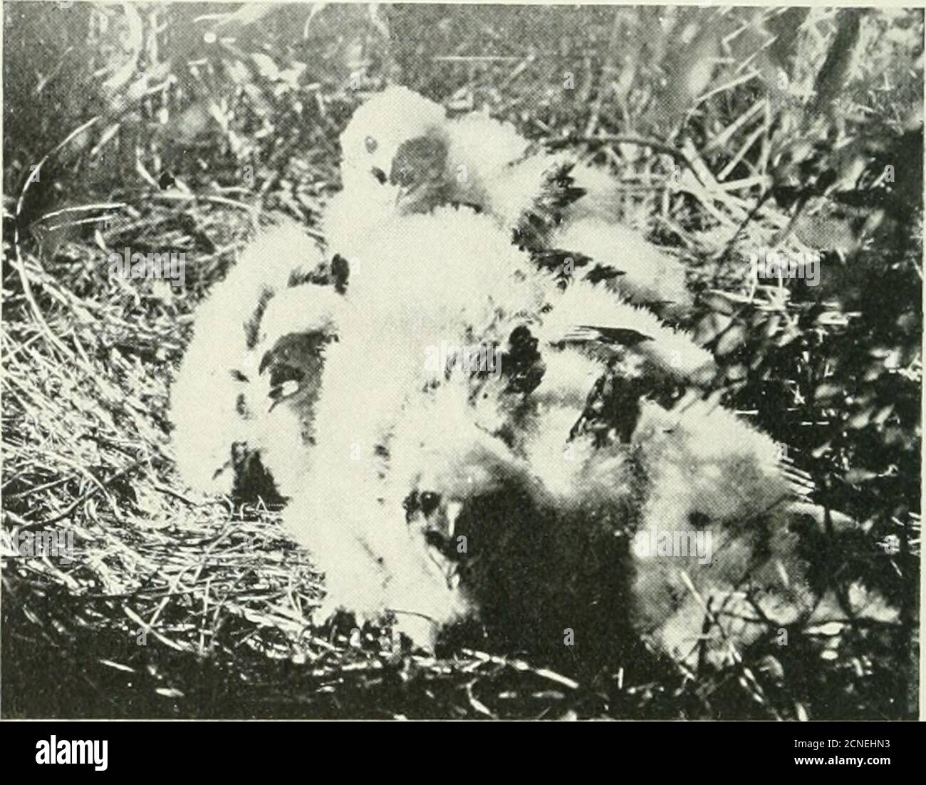 . Vogelkunde . , doch nicht weniger geneigt, hinunterzuschlängelndie Minute, die zurück gedreht wird. Nach diesem Zeitalter wird das Fotografieren dieser Vögel zu einer Wissenschaft für sich, die kühle, sonnige Tage, reichlich Geduld und kein Ende der Teller erfordert. Die Mücken und die blaue Flasche fliegen, beide sind treue Halter an den Marsh Hawks 48 Bird- Lore Courts; das intensive Lieat, das die Vögel loll und fidget macht; Das angenehme Effluvium, das Strumpfschlangen und dergleichen, und darüber hinaus, die Gewohnheit der Vögel, sich davonzuschleichen, so wie man sie schön gestellt hat, - das sind einige der Annehmlichkeiten dieser Art von Stockfoto