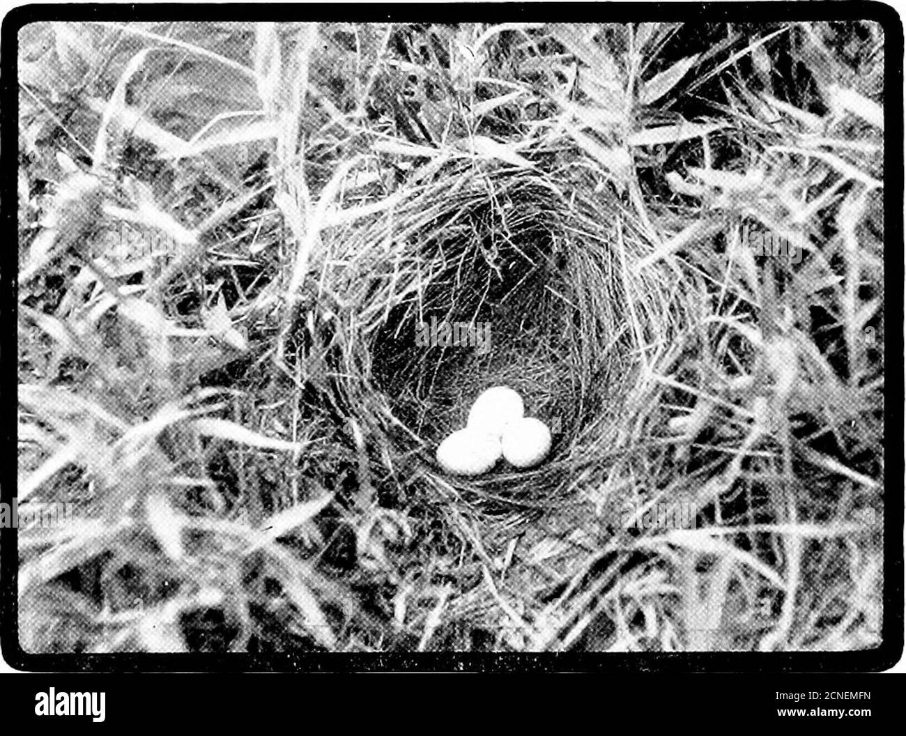 . Die Vögel von Ohio; Eine vollständige wissenschaftliche und beliebte Beschreibung der 320 Vogelarten in dem Staat gefunden . trickly Wohnsitz zu einem großen Teil, die Wiesenlark ist wahrscheinlich fast überall im Winter auftreten, und es kommt früh im Februar und März, um häufige Verwirrung mit den strictwinter Bewohner verursachen. Eine gewisse rohe Tag im frühen Frühjahr - 18. März 1889, es war - schien wiedermarkierbar für die Anzahl der Meadow Laks, die sich auf der See Erie Küste angehäuft wurden; nicht tot, noch buchstäblich aufgehäuft, in der Tat, aber gesammelt dick inth Stockfoto