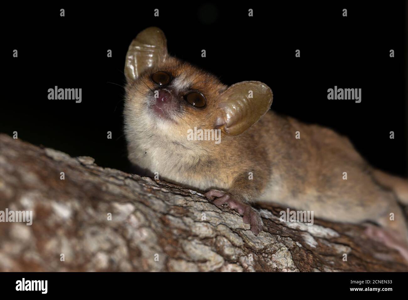 Ein Mausmaki bewegt sich entlang der Äste eines Baumes Stockfoto