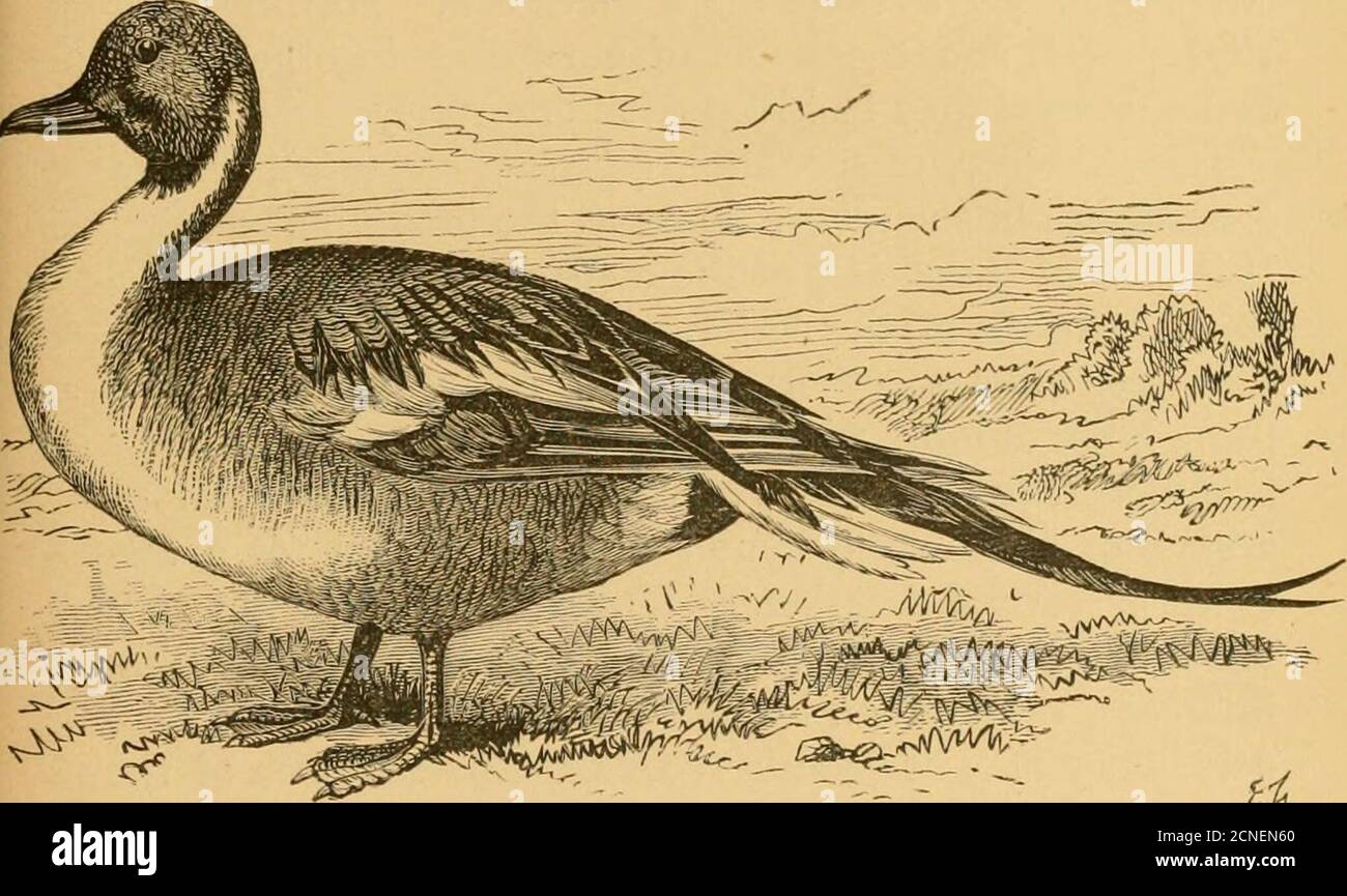 Birds Mallard Entenflügelfedern – Grau, Für Fliegenbinden, 10
