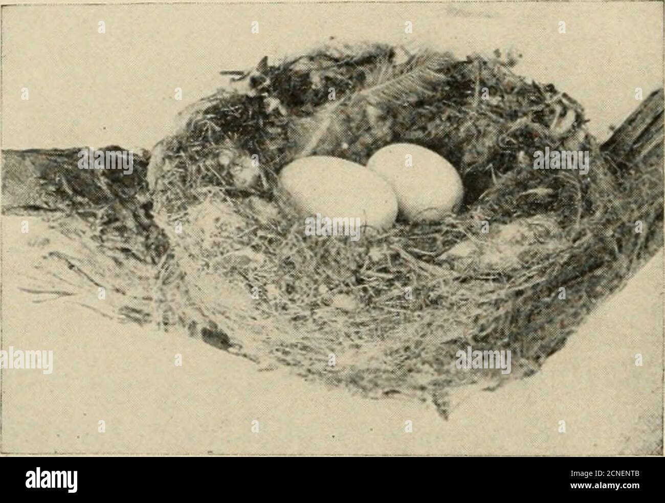 . Amerikanische Ornithologie, für zu Hause und Schule . es so drearyIn dunklen Roben von grau, und Blumen mit Leben ermüdeten Have leider verstorben. Warum sind die Vögel alle wingtheir müde Südflug? Nicht mehr hören wir sie singenTheir Songs von purer Freude. Der strenge Frostkönig segelt über sein gefrorenes Meer und Nature Sad heult, um ihre Elritter fliehen zu sehen. Aber die Sonne folgt dem Regen, jede Nacht wird ein Tag wissen, Theres ein Balsam für evry Schmerz.ein Ende zu evry wehe. So wird der Frühling noch einmal leuchten.Unsere Herzen werden aufhören zu sehnen, mit Liedern, die sich wie früher freudenUnsere Vögel werden noch zurückkehren. 100 AMERIKA Stockfoto