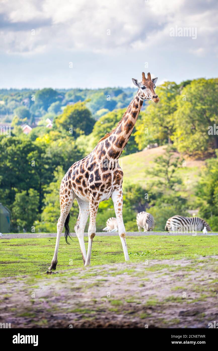Aufrechte Giraffe (Giraffa camelopardalis), die im Sommer in der Sonne im West Midland Safari Park, Bewdley, Großbritannien, steht und im Hintergrund Zebras herumwandert. Stockfoto