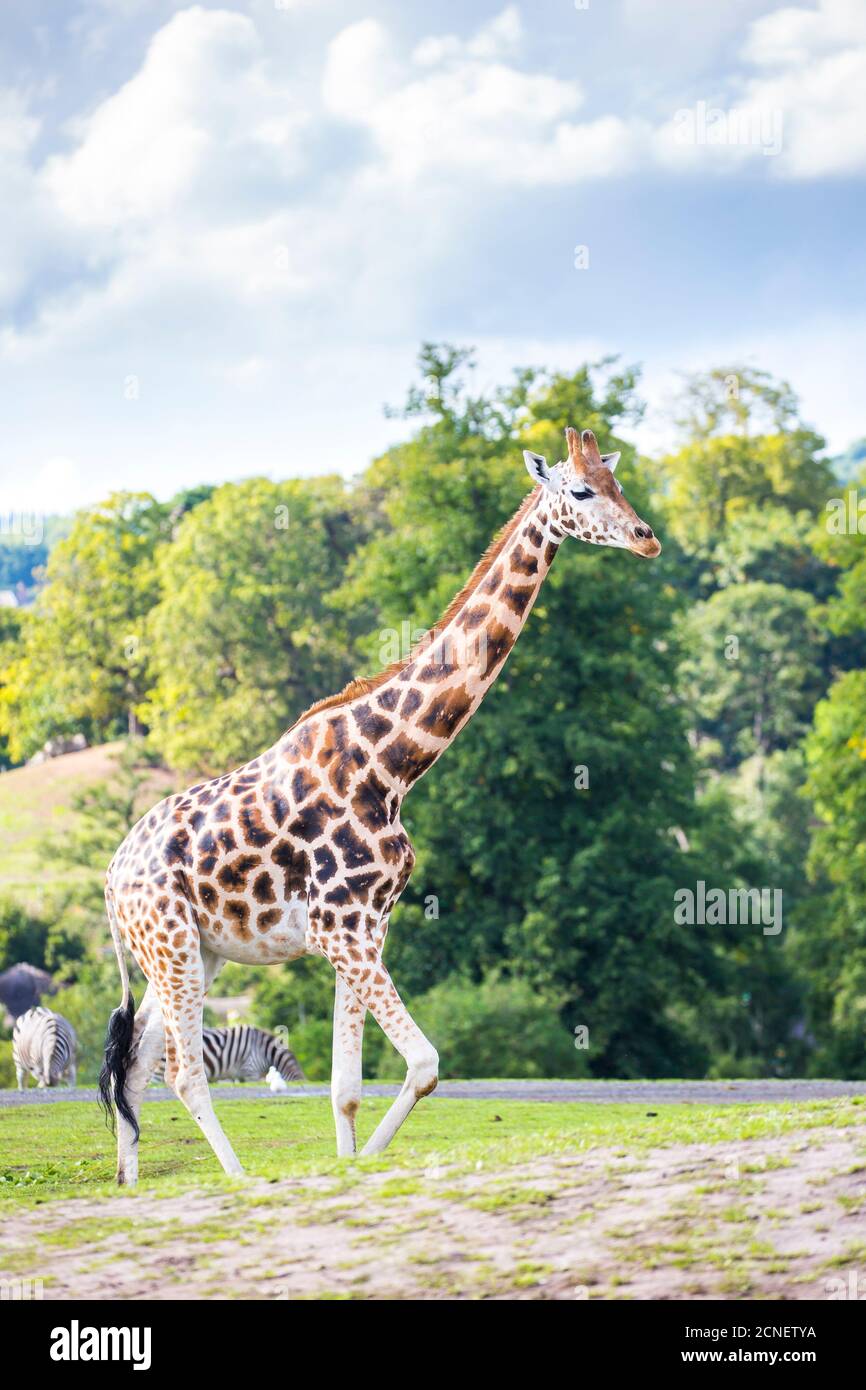 Aufrechte Giraffe (Giraffa camelopardalis) bei Sommersonne im West Midland Safari Park, Bewdley, Großbritannien, Zebras, die im Hintergrund herumlaufen. Stockfoto