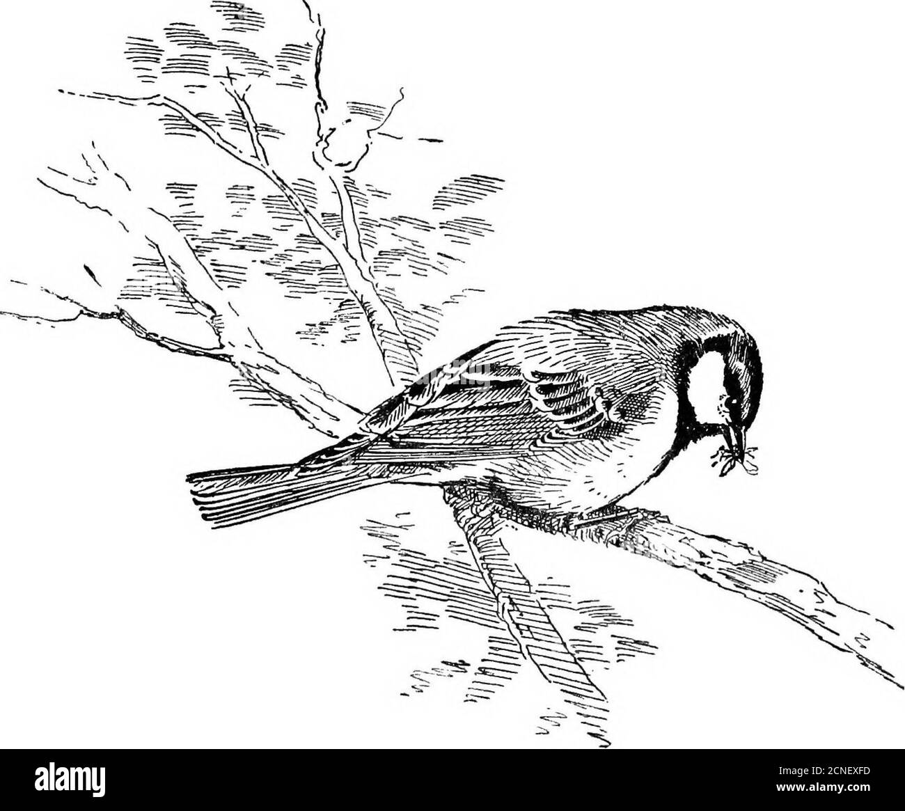 . Das britische Vogelbuch . benutzte Pumps, Briefkästen, Bienenstöcke oder die Hüte der Vogelscheuchen. Es kann leicht zu Buud in einem Nistkasten induziert werden, befestigt an einer Wand oder dem Stamm eines Baumes in der Höhe von vier oder fünf Fuß vom Boden, und die Mutter wird weiterhin sitzen, auch wenn der Deckel für die Inspektion entfernt wird.. 103 Stockfoto