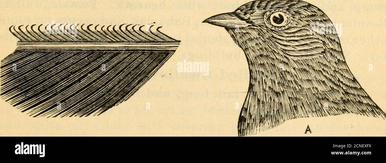 . Verzeichnis zu den Vögeln des östlichen Nordamerika .. . CC, JL, c, 1.d. Kough-vwinged Schwalben. Stelgidoi)teryx. Eher kleine Schwalben, oben bräunlich, unten weiß;Schwanz, mäßig gezweigt; Erwachsene Männchen mit den Widerhaken der äußeren Flügelfeder nach hinten eingehakt, lig. 1. 346. EOUGH-WINGED SWALLOW, S. SEKRIPENNIS. 5.50;Braun überall, mit Ausnahme der mittleren unteren Teile, B.bdomen, und unter Schwanz deckt, wig. 347. Rassen in gemäßigten N- A.from Mittelamerika Nord-Süd-Conn, und BritishColumbia; Winter in Mittelamerika; Süden im September: Northin Mai. Nester in Löchern von Brücken, Gebäuden, Banken, etc Stockfoto