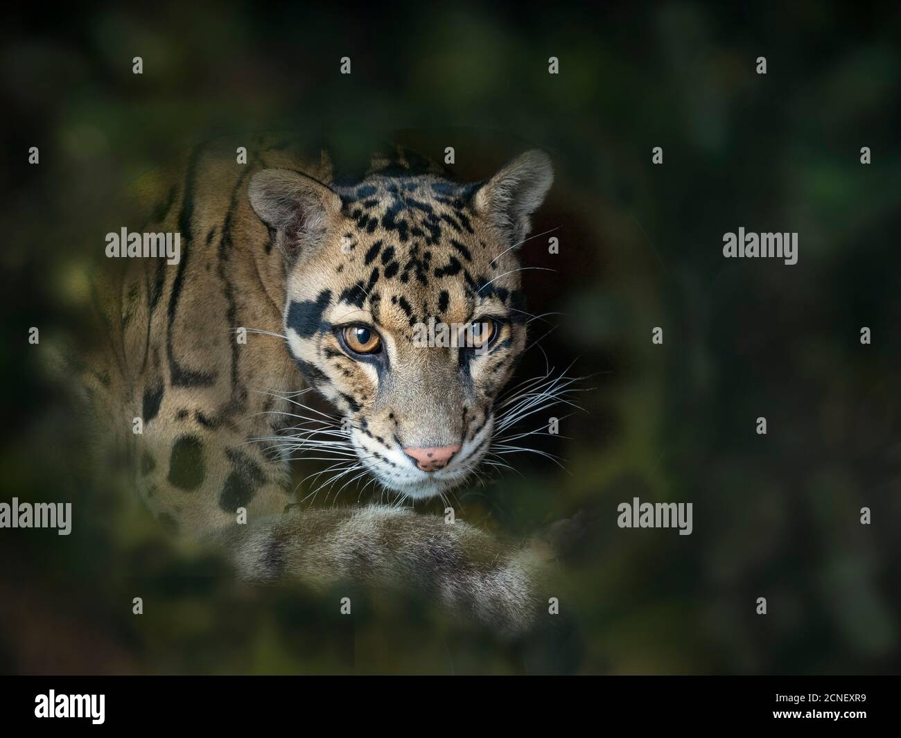 Nebelparder Neofelis nebulosa Captive portrait Stockfoto