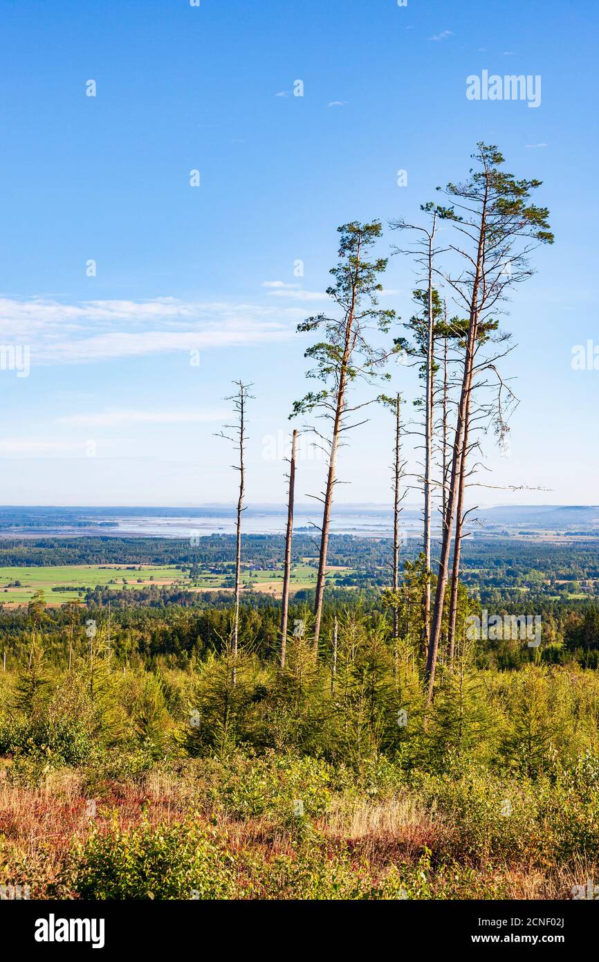 Baumschnecke an einem alten, klaren Schnittbereich Stockfoto
