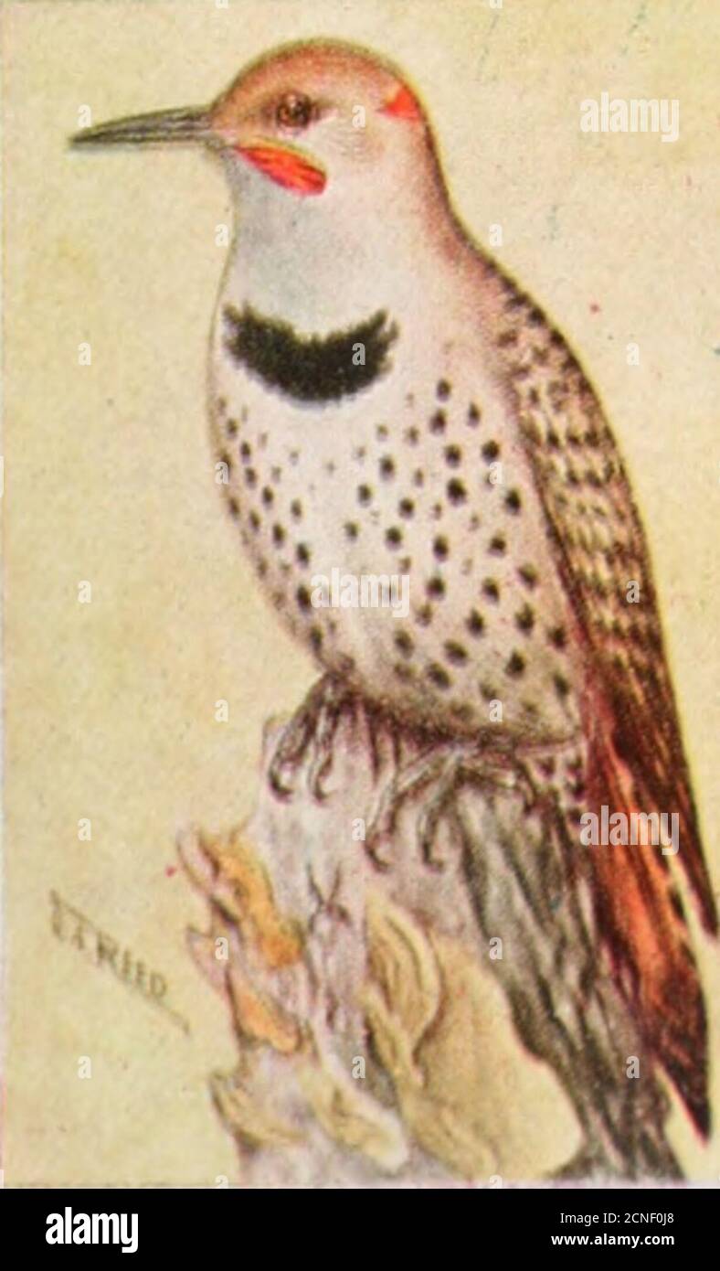 . Das Vogelbuch: Illustriert in natürlichen Farben mehr als siebenhundert nordamerikanische Vögel; auch mehrere hundert Fotos von ihren Nestern und Eiern. 412 a. Northern Flicker.tus luteus. Colaptes Aura- Northern Flicker Range.- ganz Nordamerika, östlich der Rockies, ex» epl die soutlern Teil. Mittelung größer als die vorhergehenden, aber einzelne Exemplare der Nord-ern-Varietät sind häufig gefunden, um noch kleiner als die südlichen, und viceversa, so dass die Unterscheidung einer der Studie eher als Natur.. KED Flicker mit Flicker 1 1.1. ICH! Ed SH 1 TKI&gt; ll.M KER. Colaptes cafer CO Stockfoto